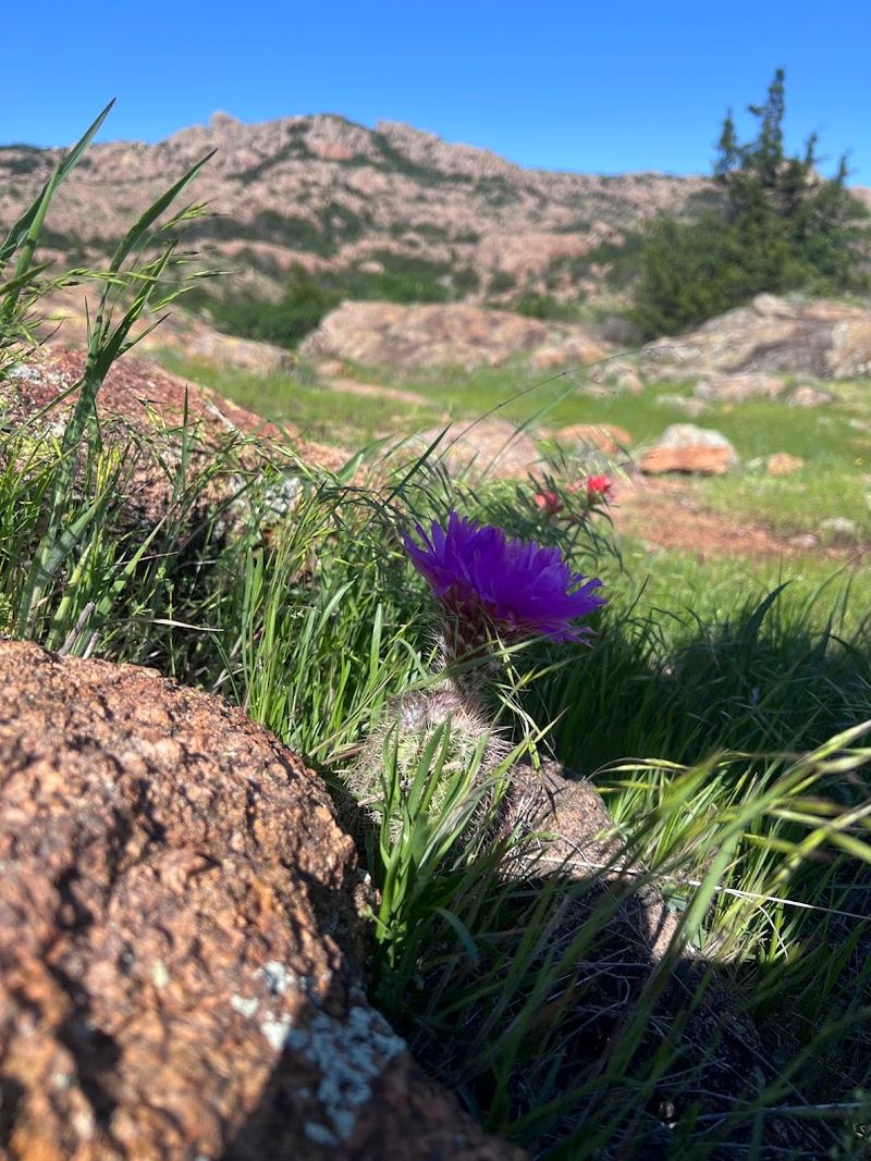 Wildflower Meadows That Paint the Hillsides