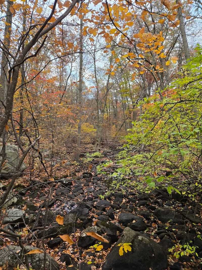 The Blue Trail: Your Gateway Into the Forest