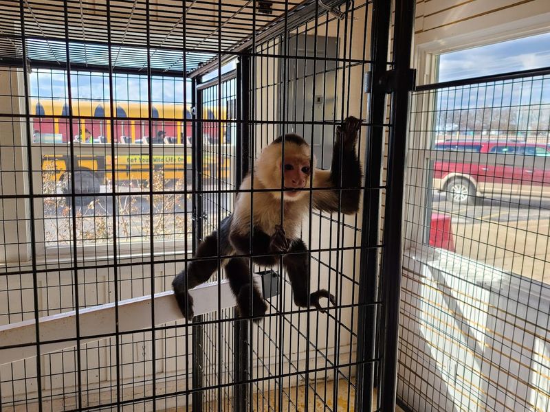 The Walk-About Area and Animal Encounters