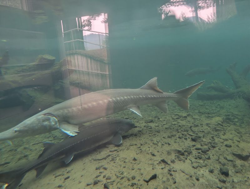Baby Salmon Nurseries: Watch the Tiny Fish Grow