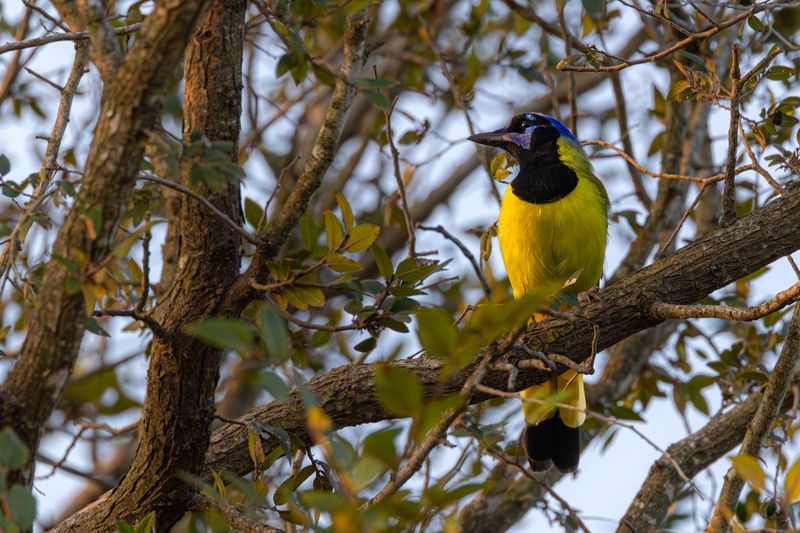 Over 360 Bird Species and How to Find Them