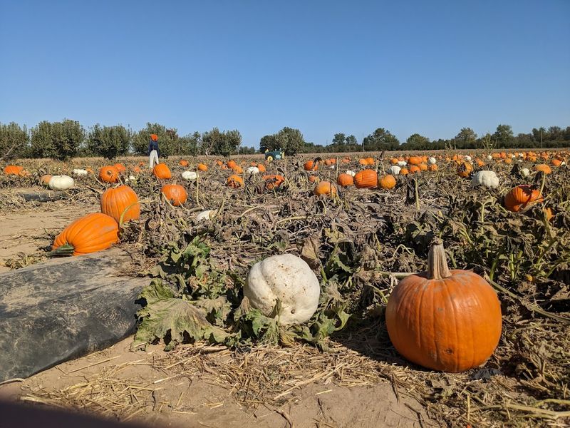 Pumpkin Patch Season Brings a Whole Different Kind of Magic