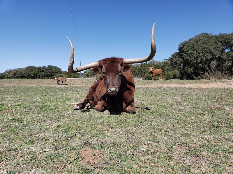 Wildlife Watching: White-Tailed Deer and Wild Turkey