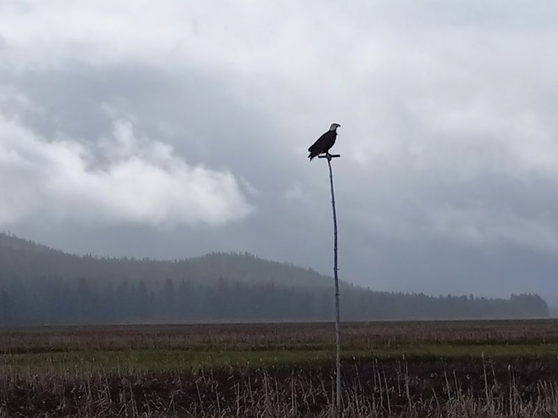 Bald Eagles That Rule the Sky Here