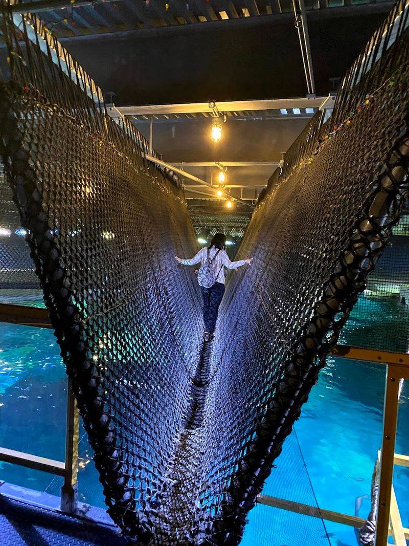 Shark Realm and the Shark Bridge: Walking Above Predators Takes Nerve