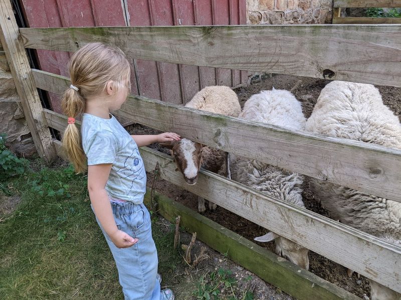 Farm Animals and a Touch of Country Life