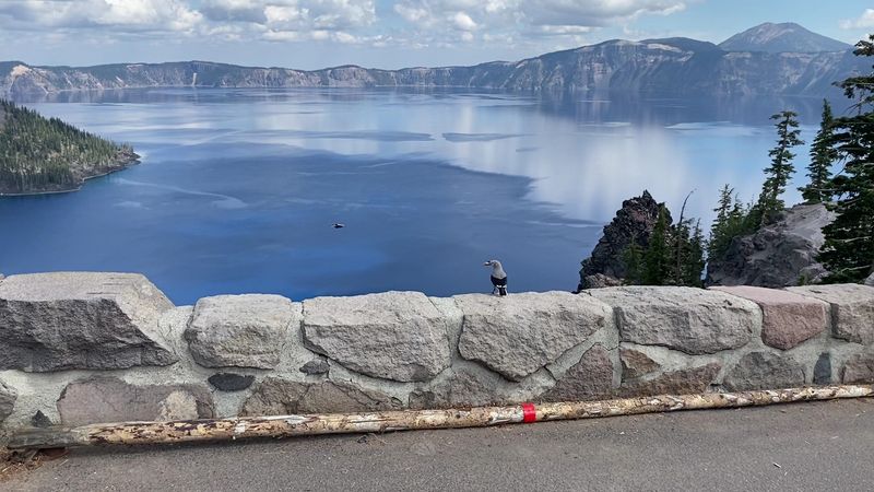 Wildlife and the Surprising Biodiversity of the Park