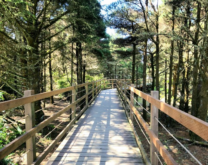 The Haunted Trails Through Dense Forest: Not for the Faint-Hearted