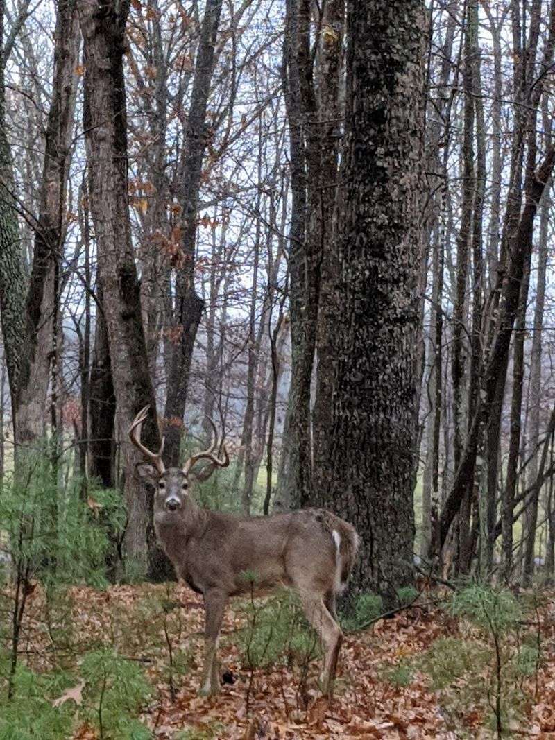 Wildlife Encounters That Keep You Reaching for Your Camera