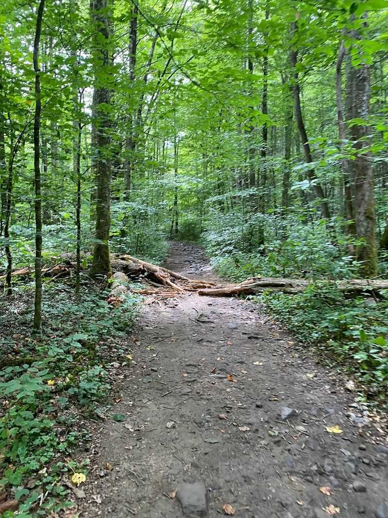 The Woodland Trail: Ridge Views and Forest Serenity
