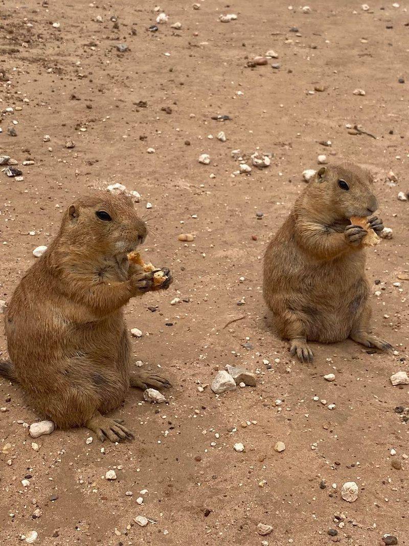 What Prairie Dogs Actually Look Like Up Close