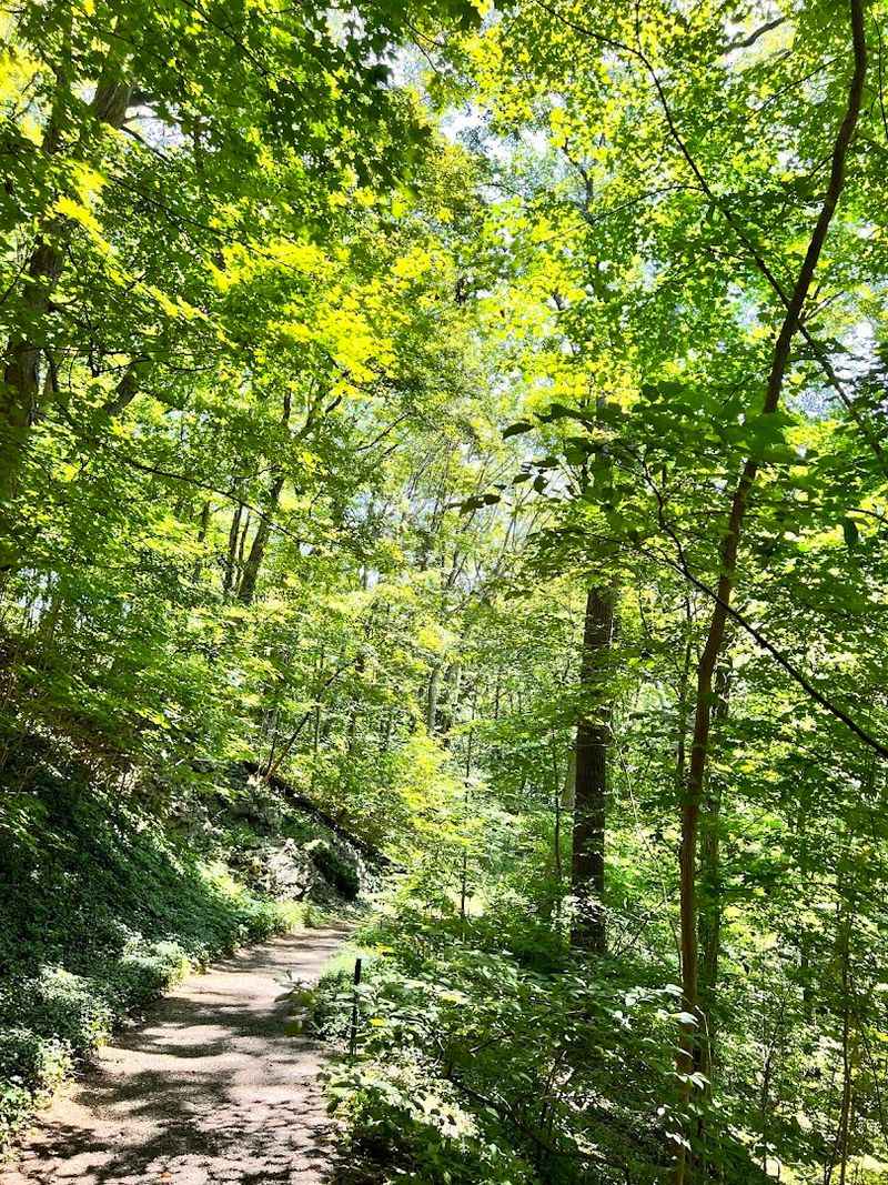 Woodland Paths That Wind Through a Glacial Valley