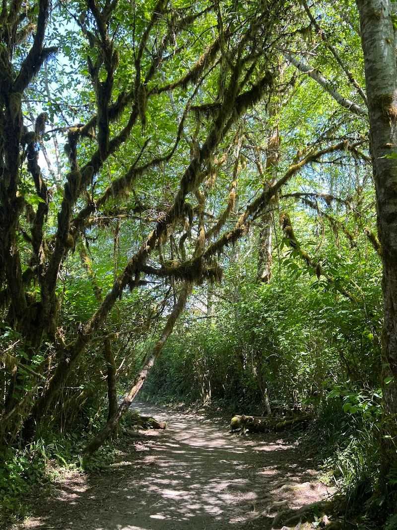 Sitka Spruce Trees: Giants of the Oregon Coast