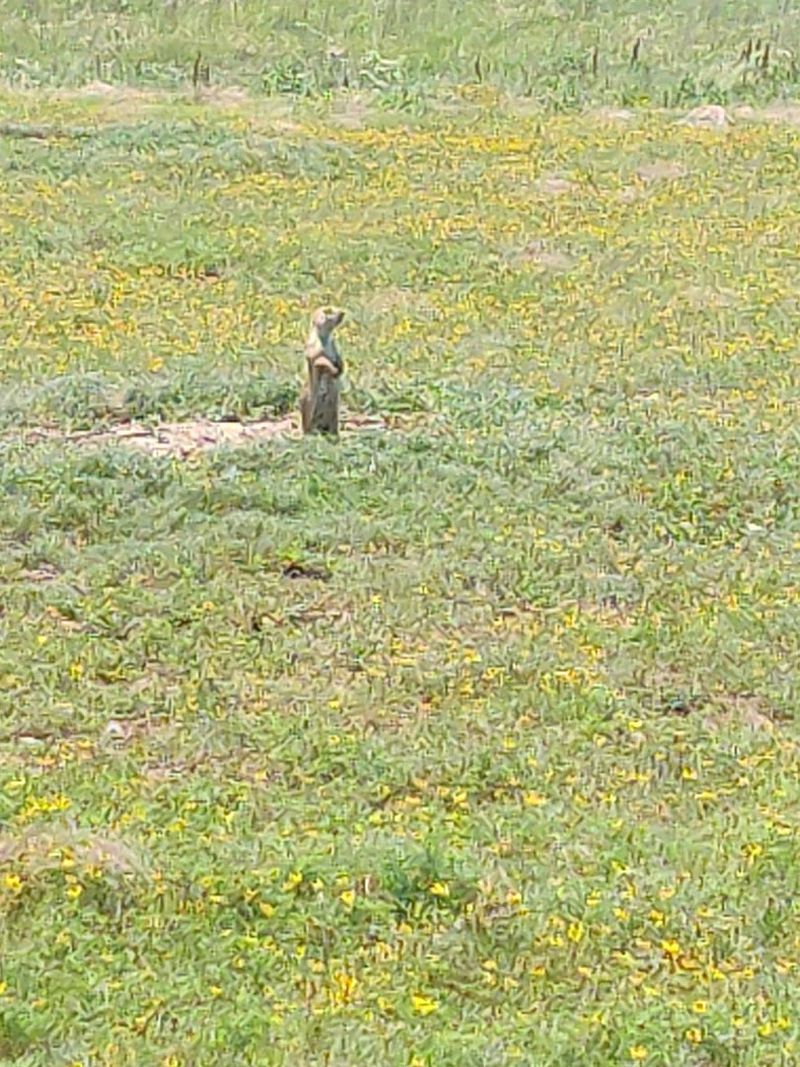 Prairie Dog Town Is a Crowd-Pleasing Stop