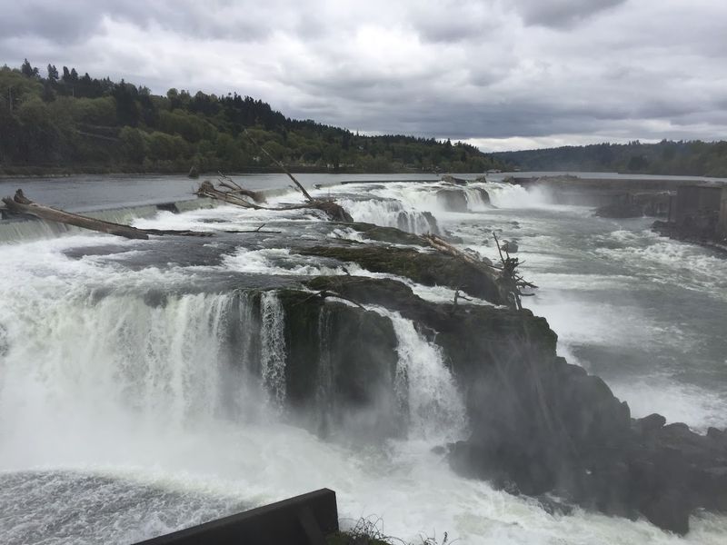 Salmon and Lamprey Migration at the Falls