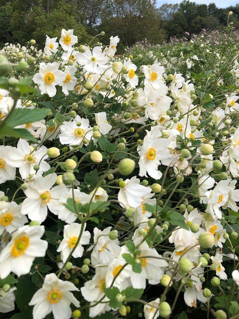 Native Plants Worth Protecting: What Bear Creek Is Actually Saving