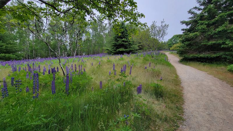 Gentle Trails Lead To Open Summit Views