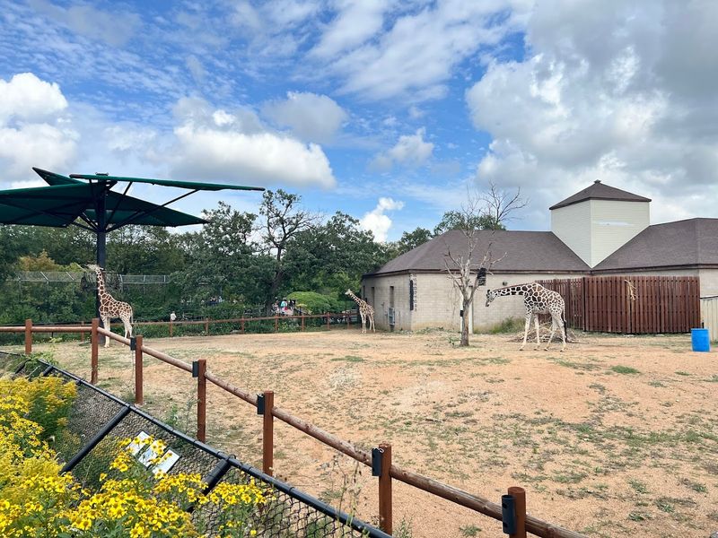 Giraffes and Wildlife from Around the World