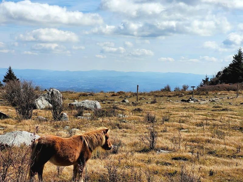 Wild Ponies Roaming Free on the Balds