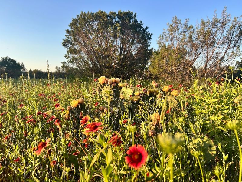 Horseback Riding Through Real Texas Terrain