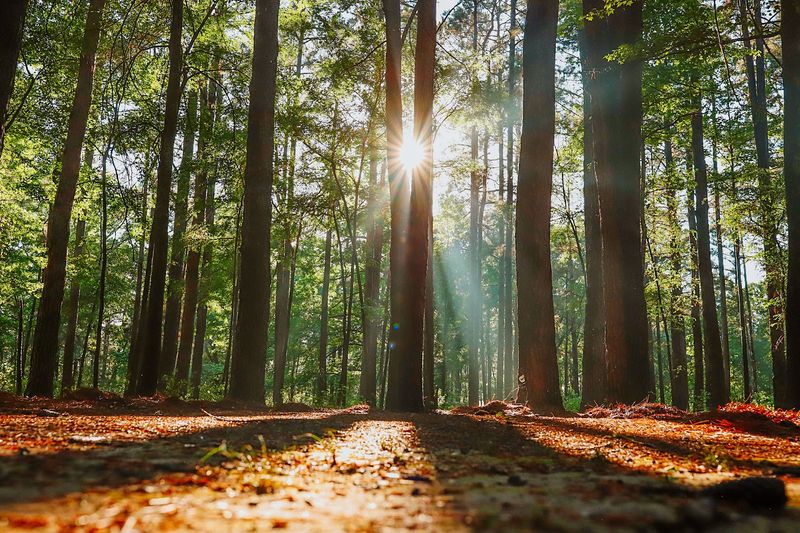Camping Under a Pine Canopy That Feels Like Home