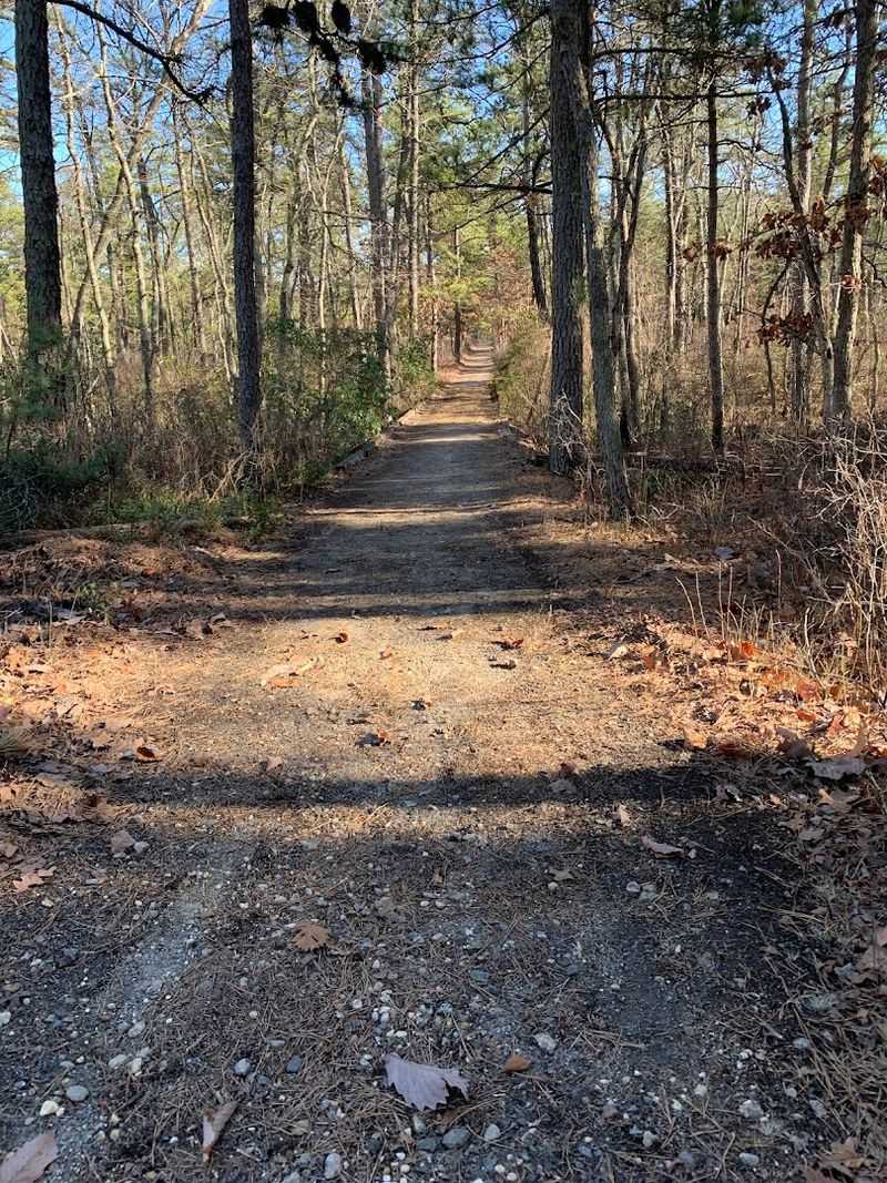 1.1 Million Acres of Pure Pine Forest That Feels Endless