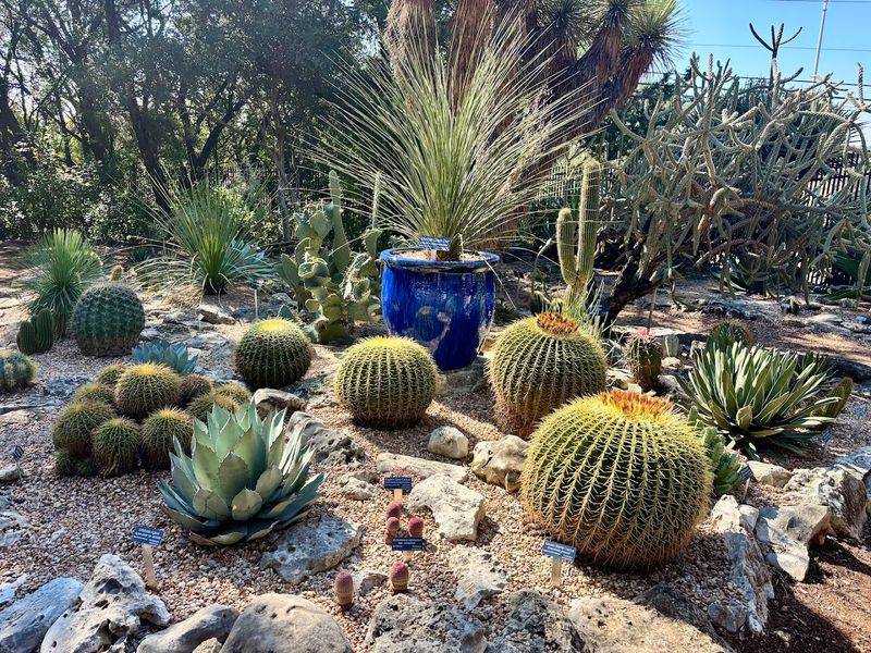 Native Texas Plants That Tell the Story of the Land