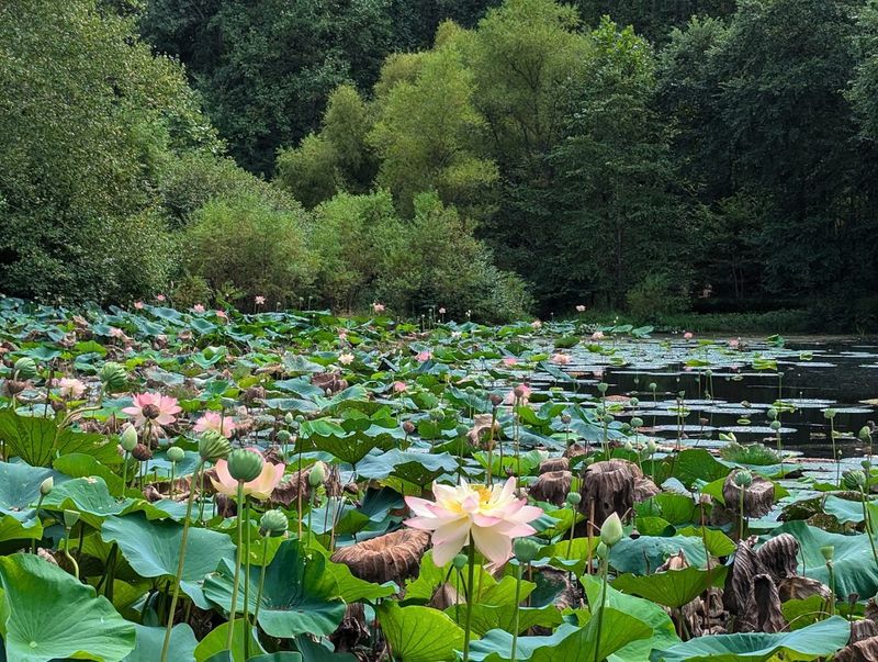 Koi Ponds and Turtles: The Slow-Moving Magic of the Water Features