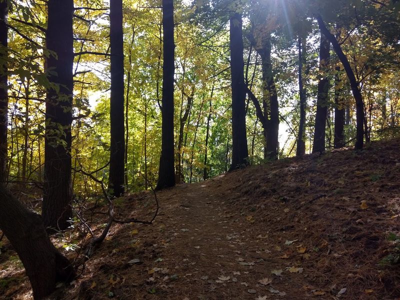 The Woodland Canopy Walk: Where the Trees Tell Their Own Story