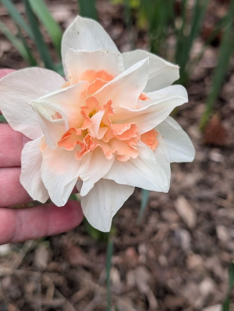 Over 1,000 Azaleas Growing in One Spectacular Place