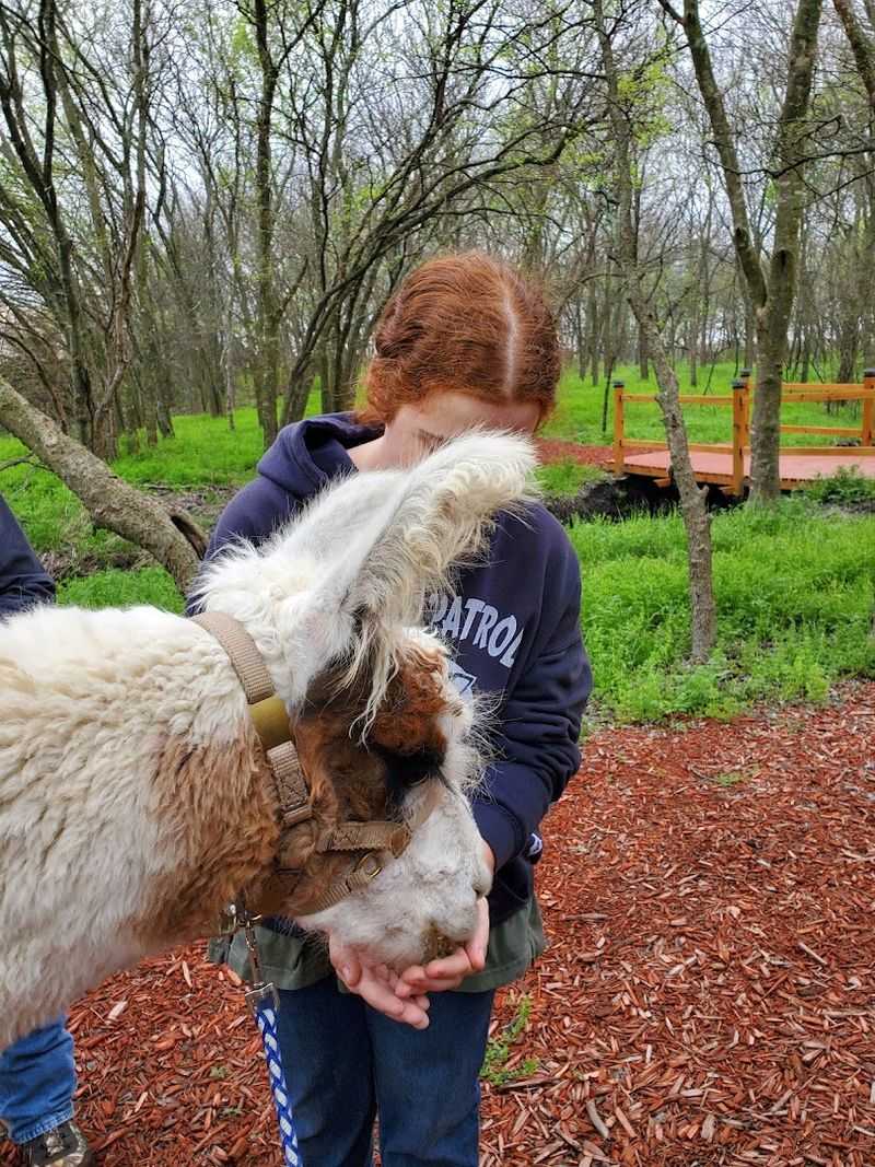 Llama Walks Through the Enchanted Forest Trail