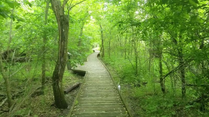 Wildlife Watching That Needs No Special Equipment