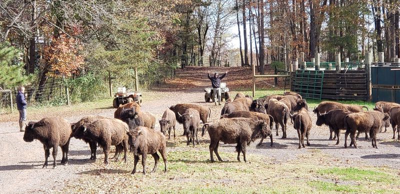 A Genuine Working Farm, Not A Theme Park