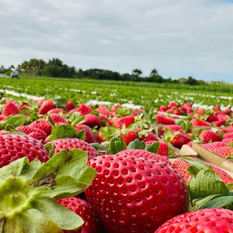 How to Make the Most of Your Berry Picking Experience
