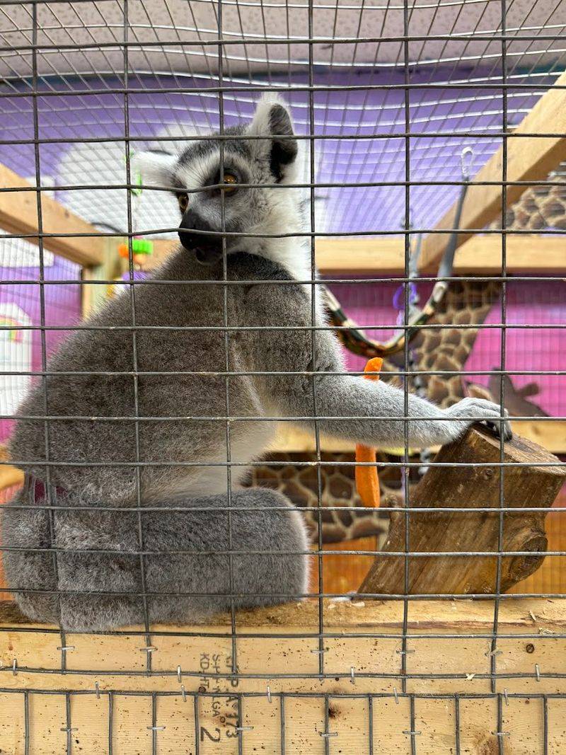 Ring-Tailed Lemur Encounters That Leave You Speechless