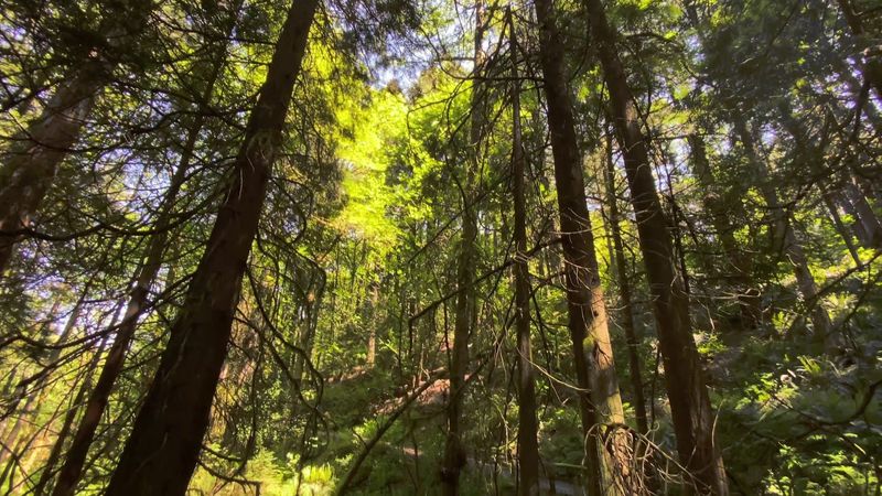 Ancient Redwoods That Make You Feel Very Small