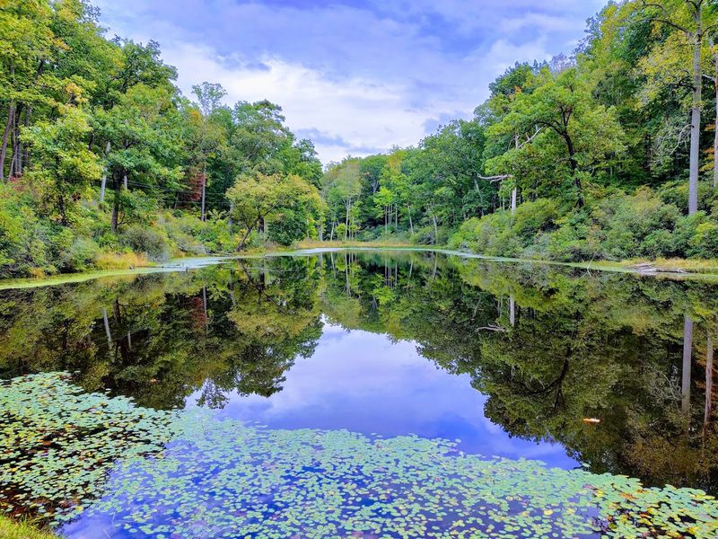 Wildlife Watching: Eagles, Herons, and Surprises