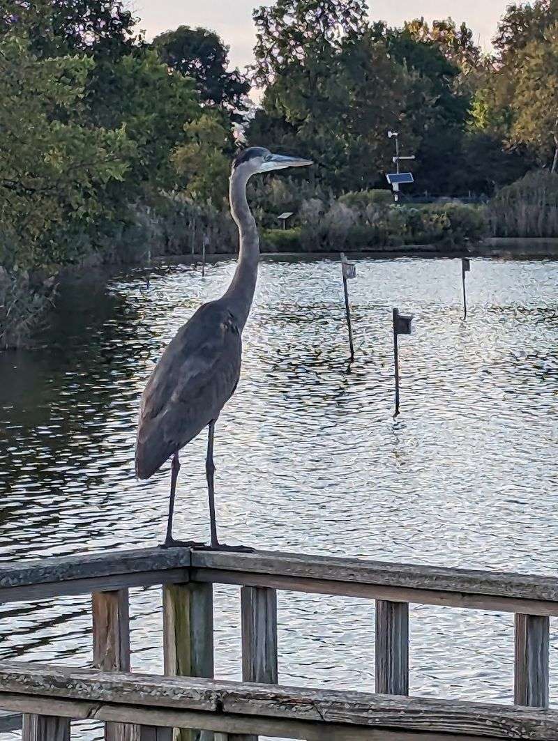 Over 285 Bird Species Call This Place Home