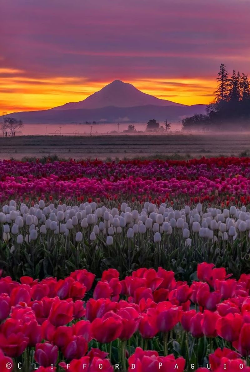 Festivals and Celebrations That Spill Into the Streets