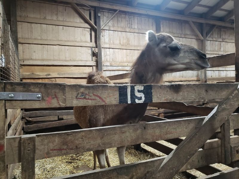 Camels Zebras And Exotic Birds Crossing The Auction Block