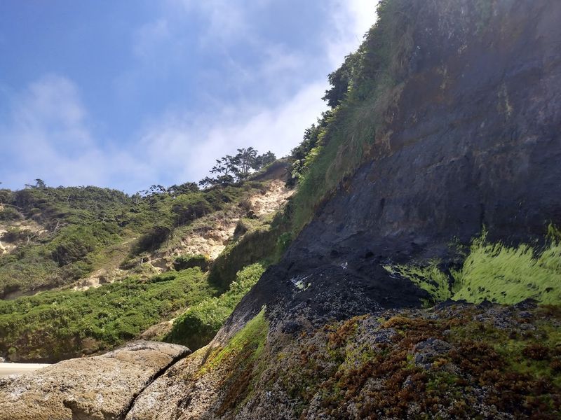 Wildlife Along the Hobbit Trail and Beach