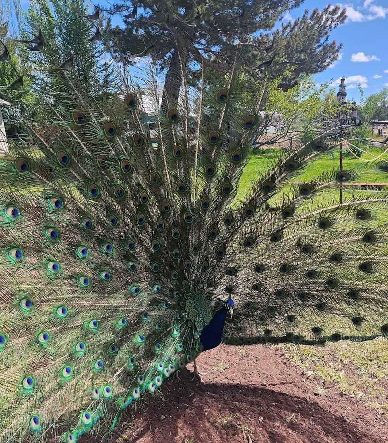 The Peacocks That Own the Place
