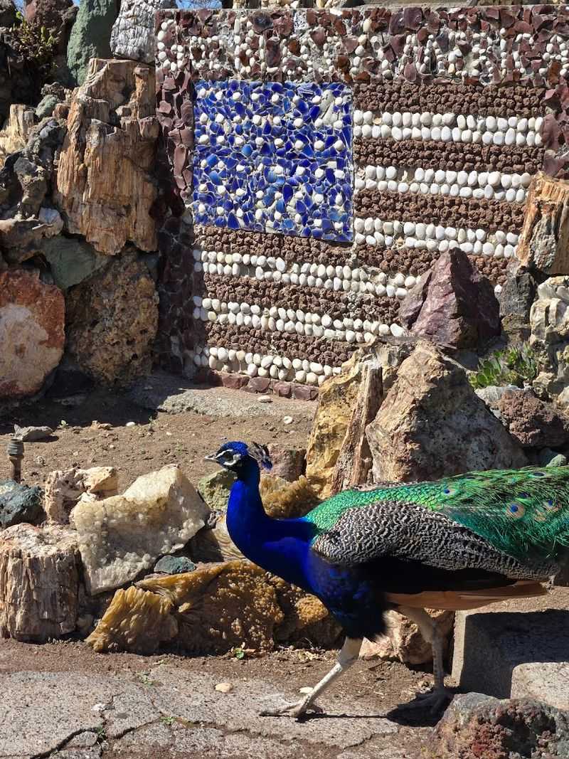 The Peacocks That Roam the Grounds Freely