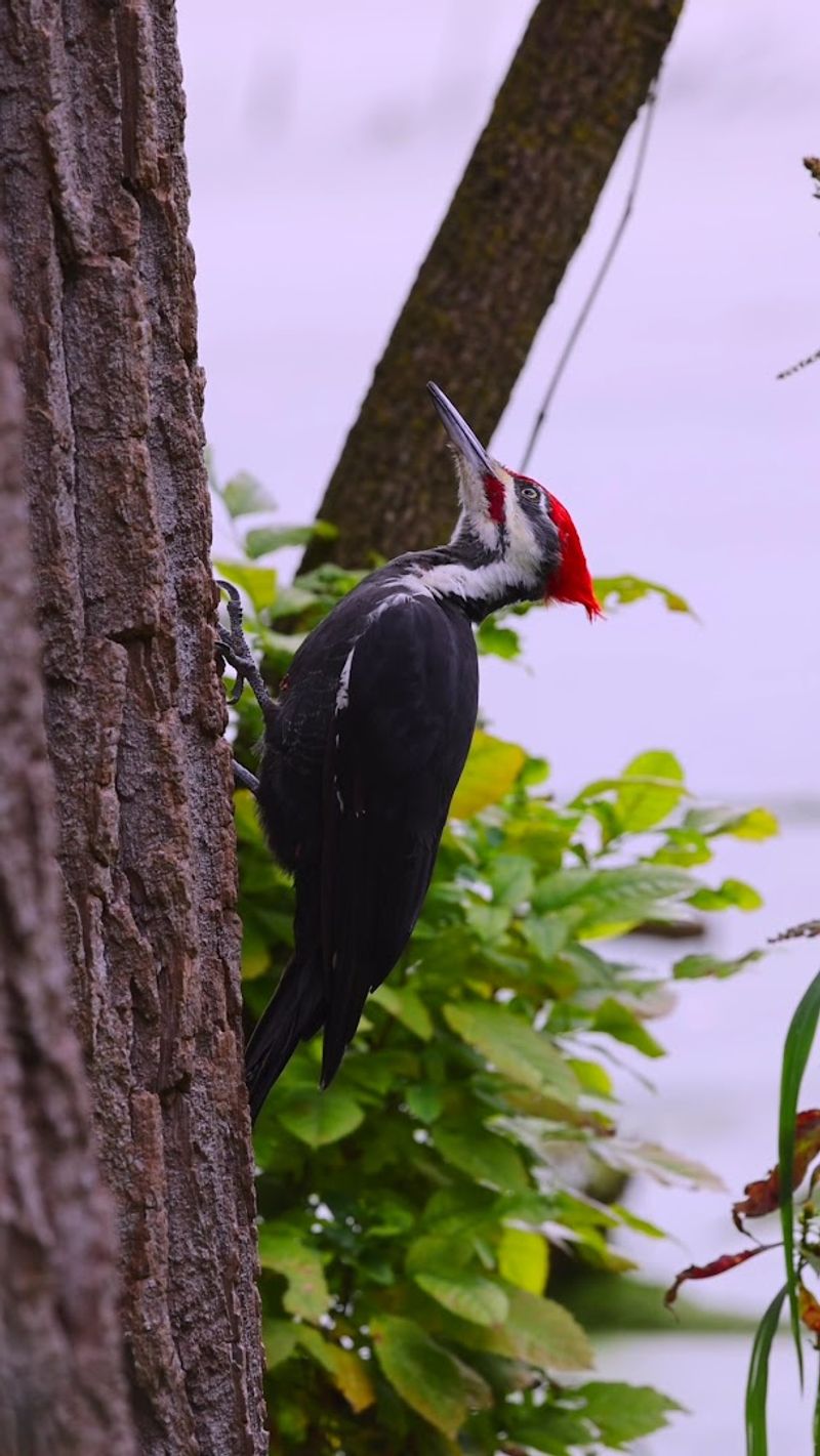 Bird Watching in a Certified Sanctuary