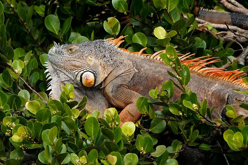 Other Wildlife Beyond The Birds