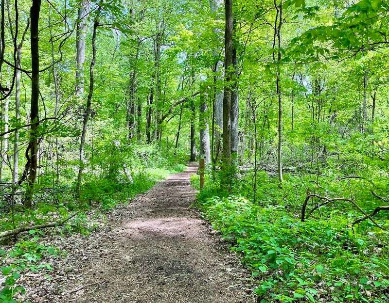 Native Plants And The Understory Worth Noticing