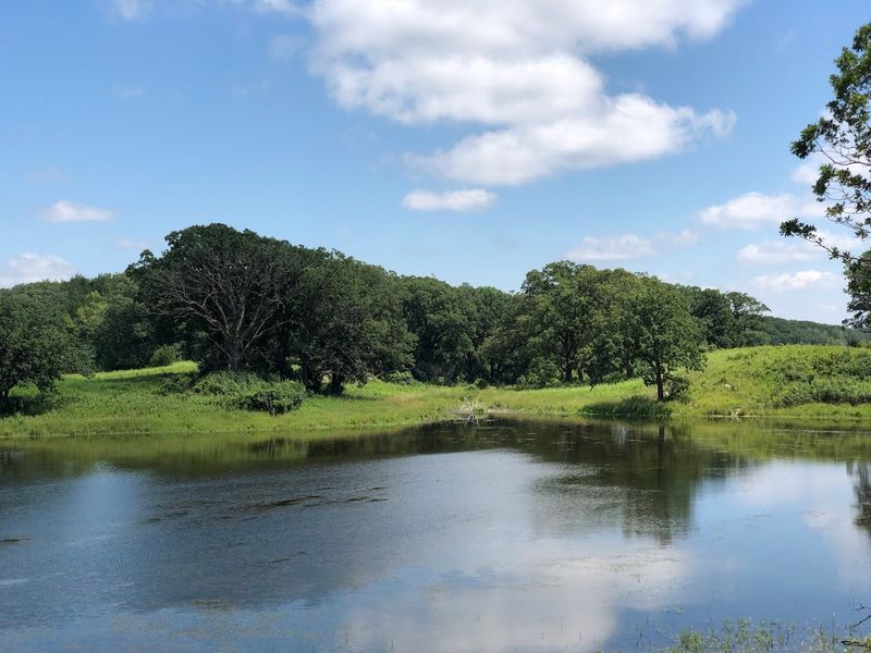 Wildlife Watching: Deer, Birds, and Unexpected Surprises