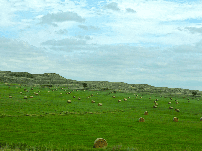 Ranching Is the Unlikely Hero of This Conservation Story