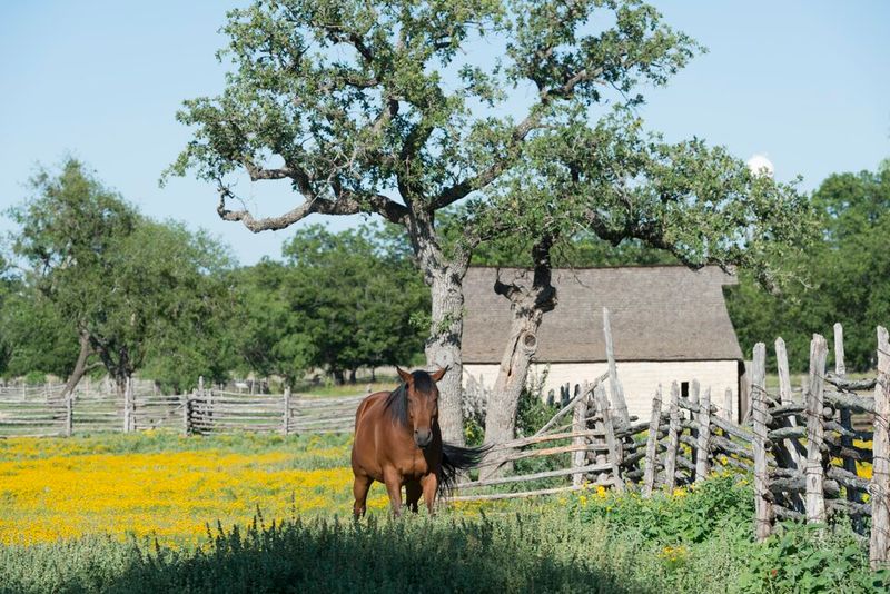 Wildflower Season in the Hill Country