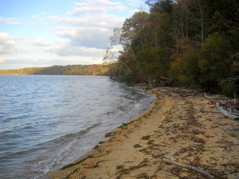 Bald Eagle Watching Along the Potomac River Shoreline